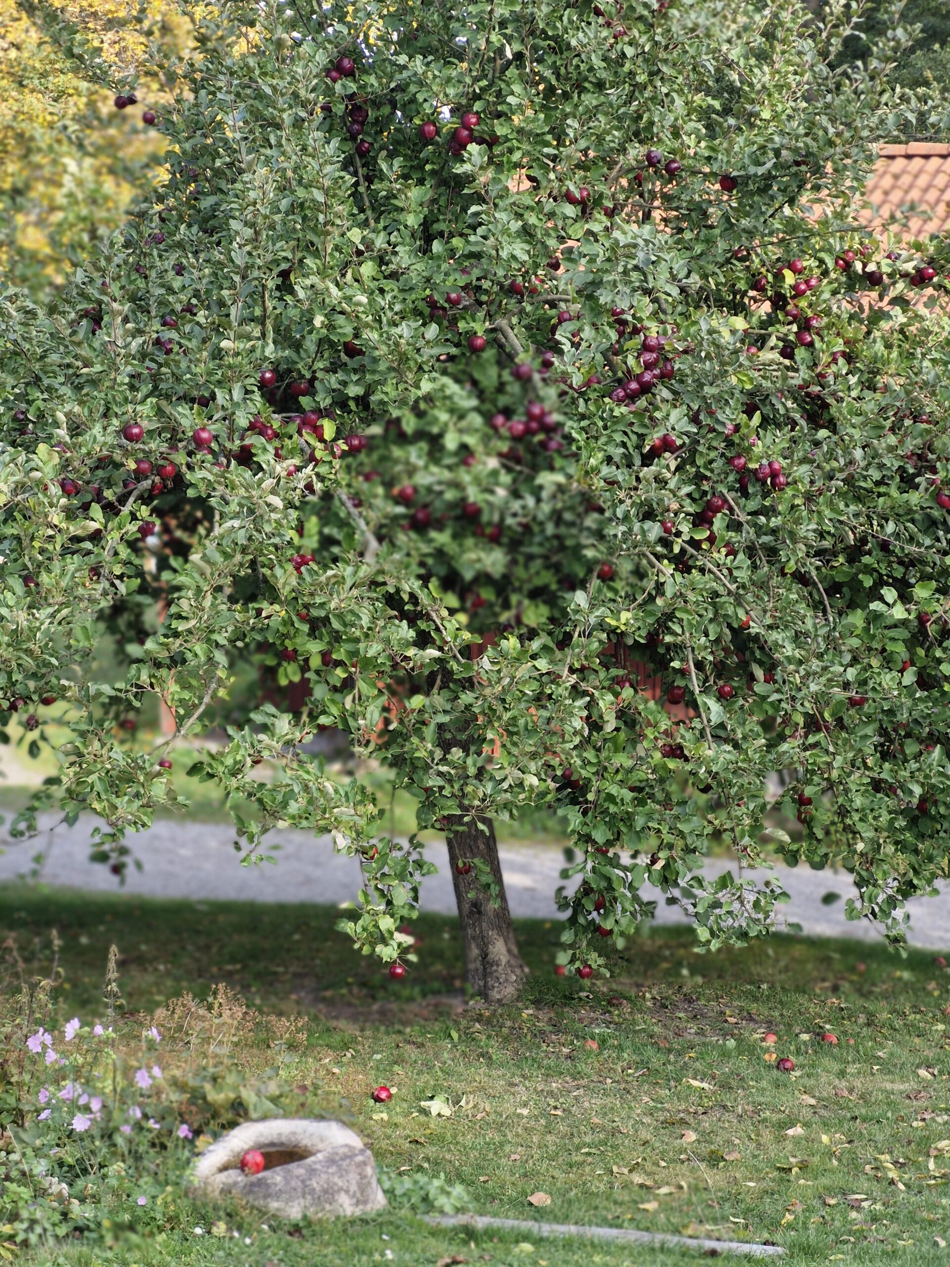 Äppelträd med röda äpplen